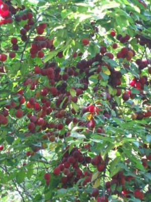 hortikultur: reneglodn